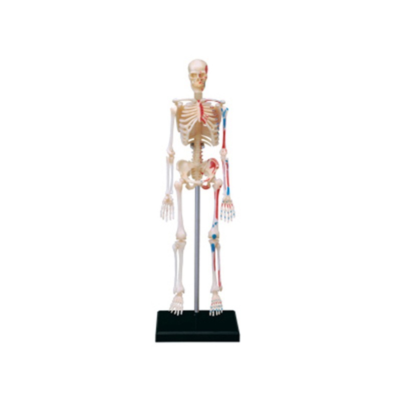 Medical Lab Assistant - Modèle d'anatomie du squelette humain 4d,