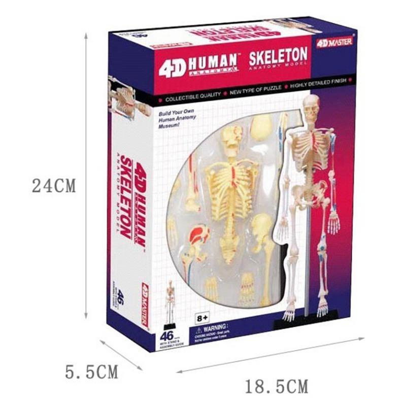 Modèle d'anatomie du squelette - Medical Lab Assistant avis et prix