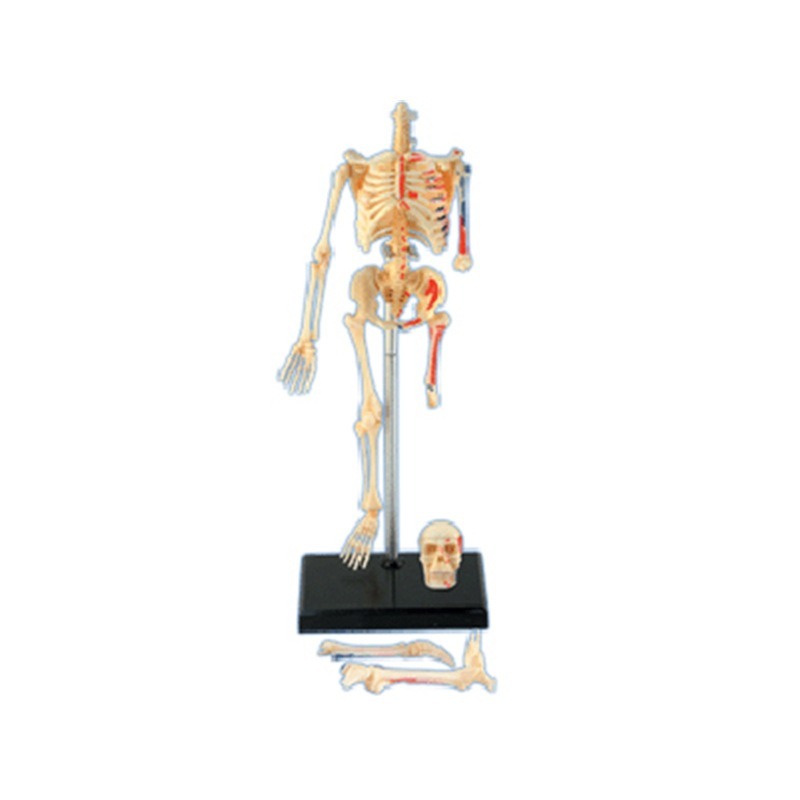 Modèle d'anatomie du squelette - Medical Lab Assistant avis et prix