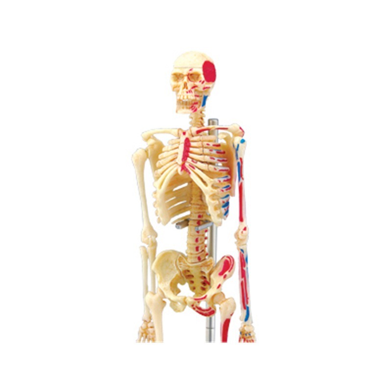 Modèle d'anatomie du squelette - Medical Lab Assistant avis et prix